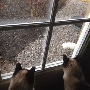 Meet your Posher, Bonnie